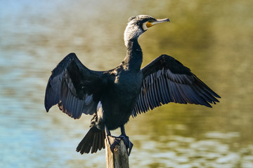 Double-crested cormorant, Phalacrocorax auritus