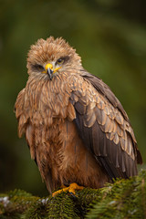 Black Kite - Milvus migrans, beautiful brown raptor from European forest. Birdwatching. Falconry.