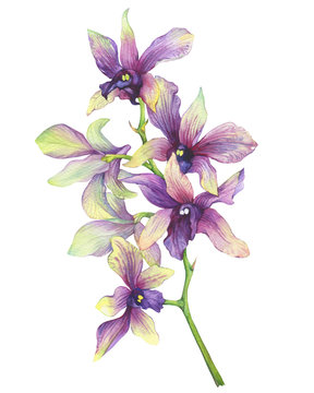 The branch of blossoming tropical purple flower orchid (Phalaenopsis orchid, Dendrobium). Floral art. Close up hybrid orchid. Hand drawn watercolor painting illustration on white background.