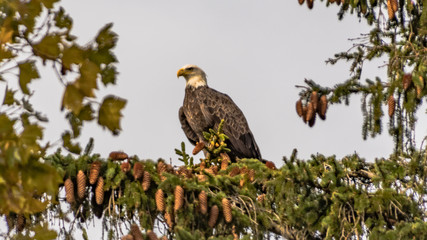 Bald Eagle in a Pine Tree