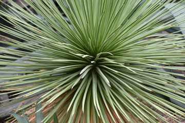 Agave Green Plant Background
