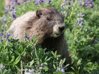 Hoary Marmot with Flowers