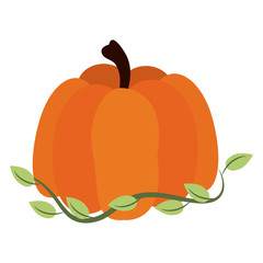 Pumpkin fresh vegetable icon vector illustration graphic design