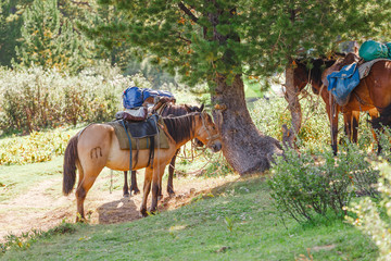 Resting horses with cargo at hiking tour route.