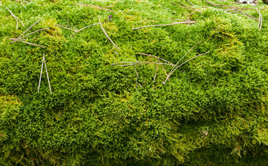 the texture of the old moss