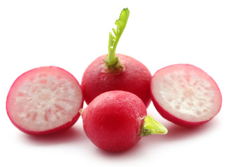 Fresh small radish
