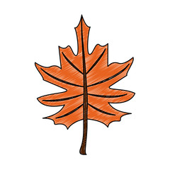 Autumn leaf symbol icon vector illustration graphic design