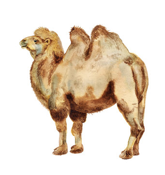 Watercolor bactrian camel