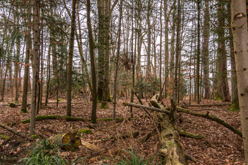 Ground of the forest after a big storm