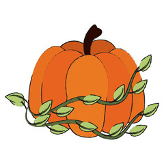Pumpkin fresh vegetable icon vector illustration graphic design