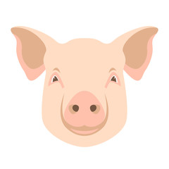  pig  face vector illustration flat style  front