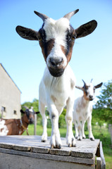 Ch&egrave;vres naines