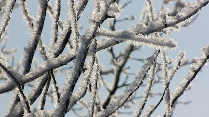  Russian Winter. Snow covered the trees like a blanket