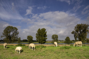 Fototapeta premium Sheep on a dike