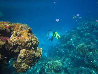 Naklejka na ściany i meble underwater, deep nature, coral , reef, reed sea, ocean , water, scuba, blue, snorkeling