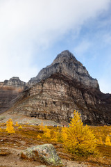 Golden Larch trees at the base of Pinnacle Mountain on the flats of Larch Valley toward Sentinel Pass in Lake Louise near Banff in the Canadian Rockies