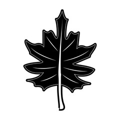 Autumn leaf symbol icon vector illustration graphic design