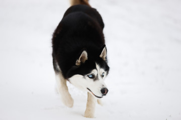 Black-and-white blue-eyed husky stands in the snow and looks. Portrait of a dog on a natural background. The dog hunts.