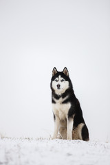 Black and white blue-eyed Siberian husky sit in the snow. Portrait of a dog on a natural background.