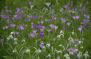 snowdrops and crocuses