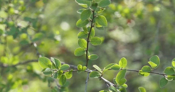 Slow motion pan of spring cotoneaster leaves in the morning