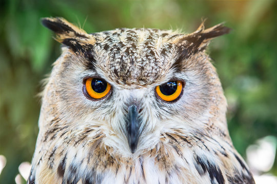 Head shot close up of wild owl in the night