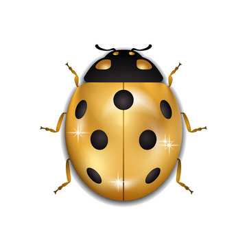 Ladybug gold insect small icon. Golden metal lady bug animal sign, isolated on white background. 3d volume bright design. Cute shiny jewelry ladybird. Lady bird closeup beetle.. Vector illustration