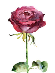 Watercolor rose on white background