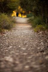 Background Image of Path in the Forest, using a Lens that Produces Very Shallow Depth of Field