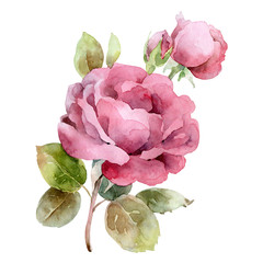 Single pink rose isolated on white background - 190804382