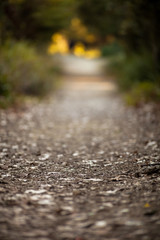 Background Image of Path in the Forest, using a Lens that Produces Very Shallow Depth of Field