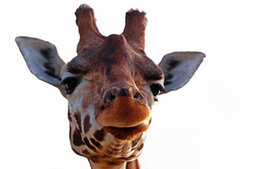 Obraz premium Close-up of a cheeky giraffe with a white background looking at the camera as if to say You looking at me? With space for text.