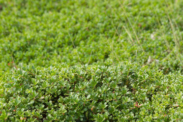  Arbustos y hojas de Gayuba Uva Ursi