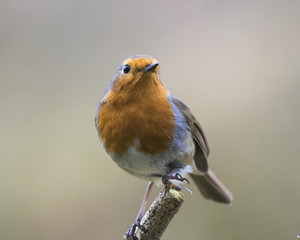 Robin