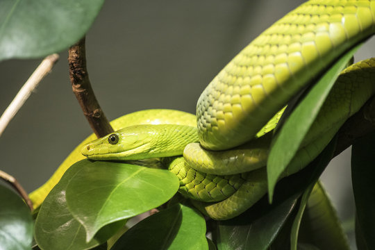 Snake