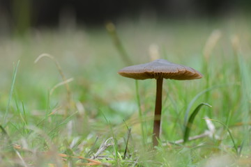 small brown mushroom in the field
