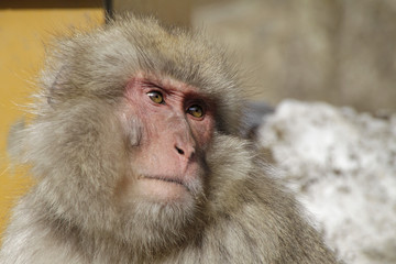 Snow Monkey near Nagano, Japan