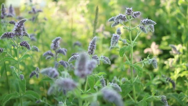 Close-up of a flowering mint plantations. Modal shooting time. Floating focus from the foreground to the distant and back.
