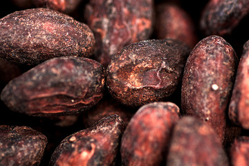 Semillas de cacao  durante el secado