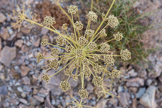 Ferula Seeds, Khorasan, Iran