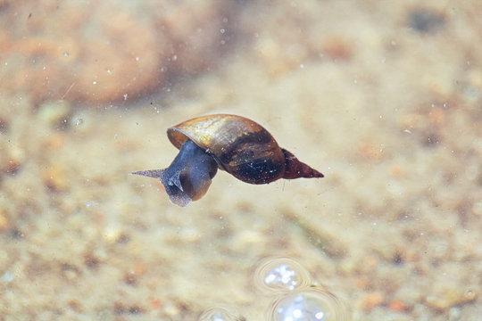 A snail floating on the surface of the water