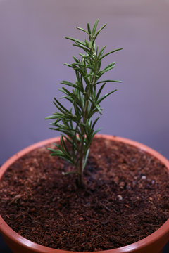 young rosemary seedling