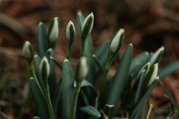 snowdrops in spring