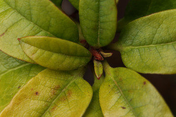 green leaves in spring