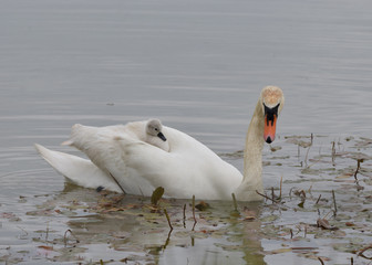 Swan and cygnet