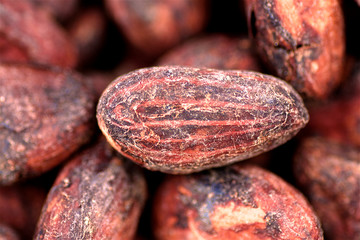 Semillas de cacao  durante el secado