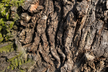 Detail einer Eichenrinde