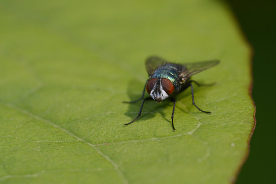 Fliege (Brachycera)
