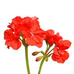 G&eacute;ranium zonal rouge