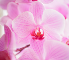 Rosafarbene Orchidee in voller Blütenpracht